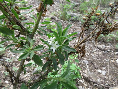 Image of Goatweed