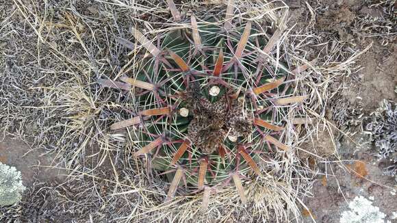 Image of Ferocactus latispinus (Haw.) Britton & Rose