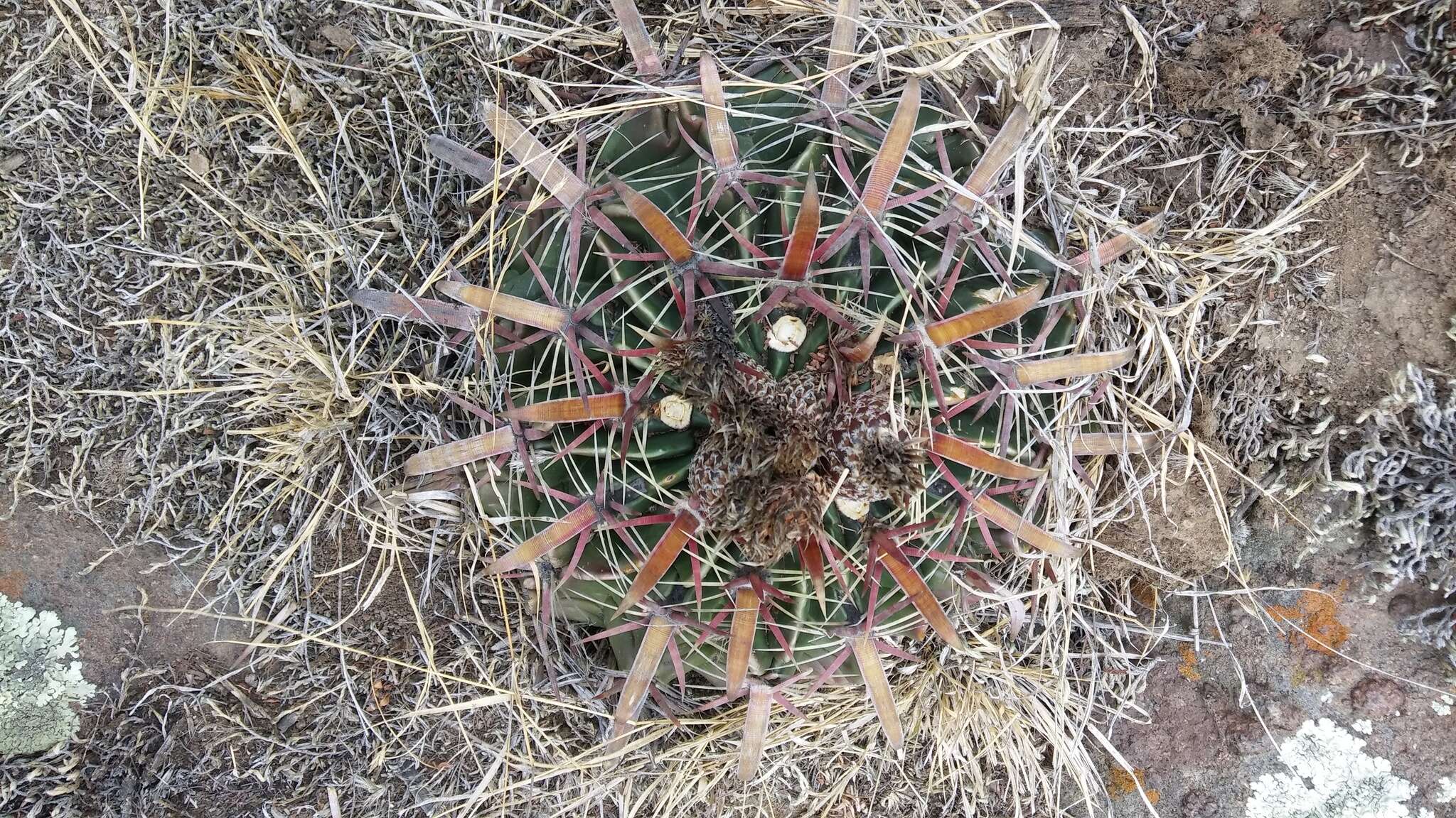 Image of Ferocactus latispinus (Haw.) Britton & Rose