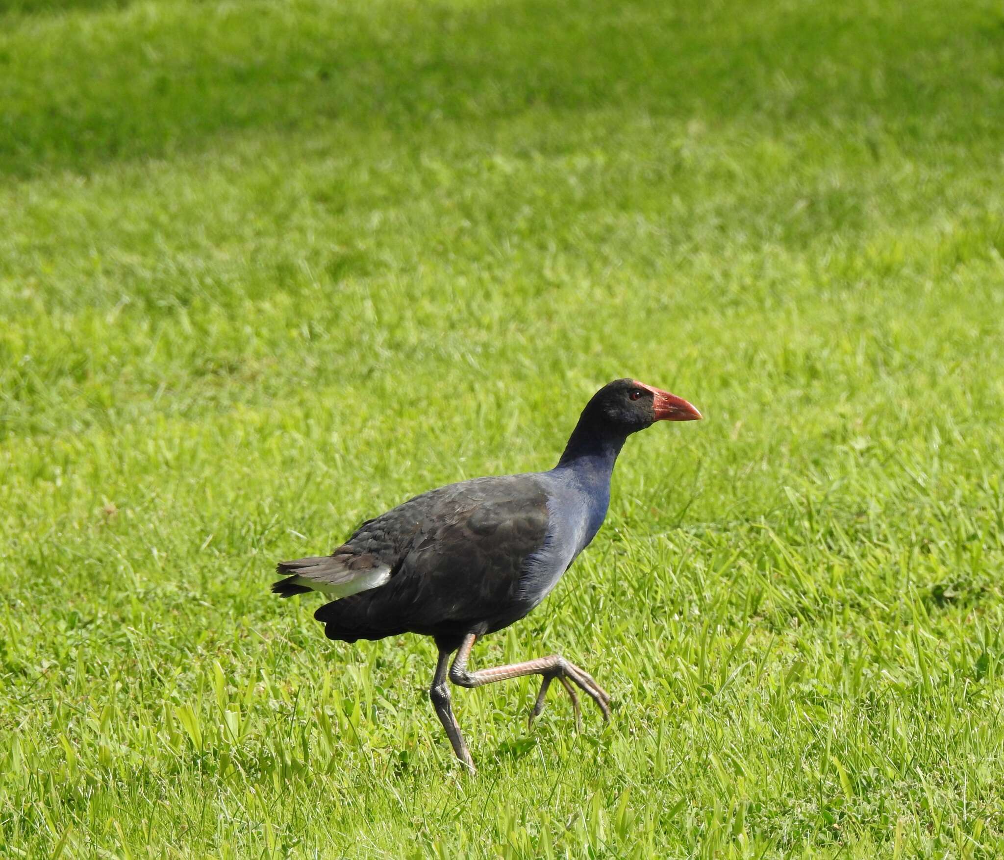 Image of Australasian Swamphen