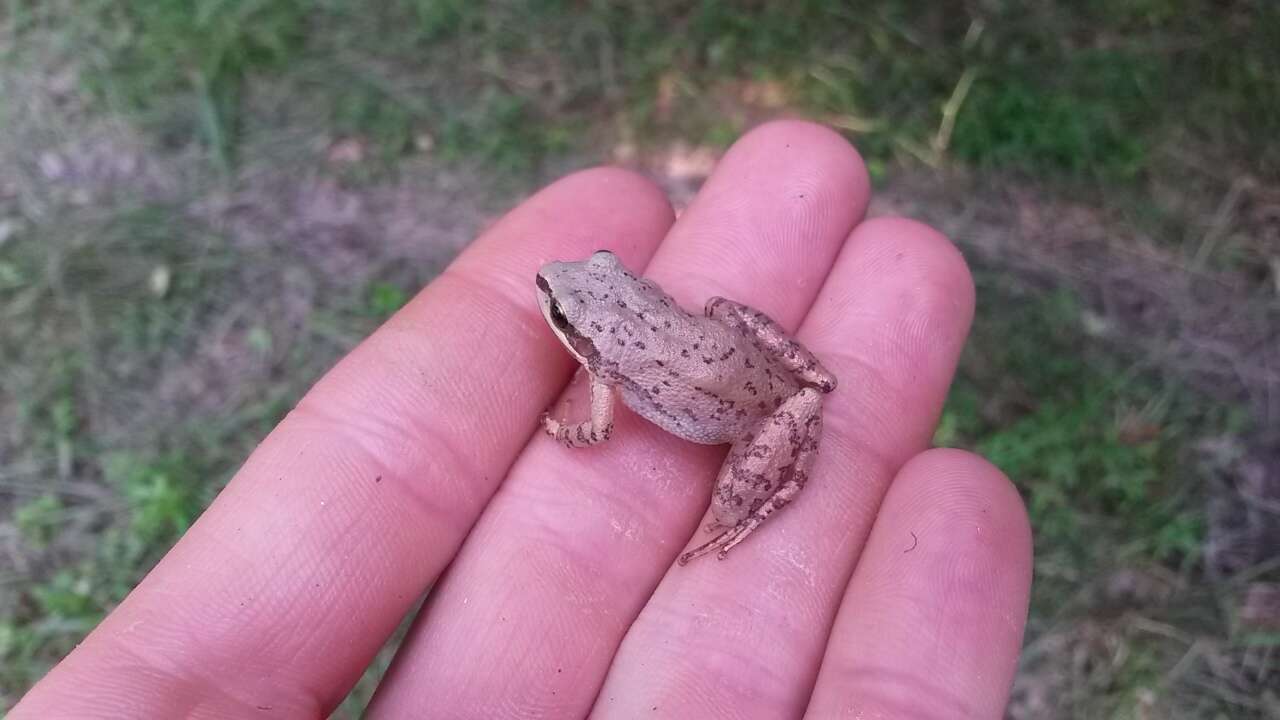 Image of Upland Chorus Frog