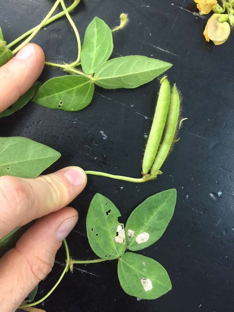 Image of Long-Leaf Cow-Pea