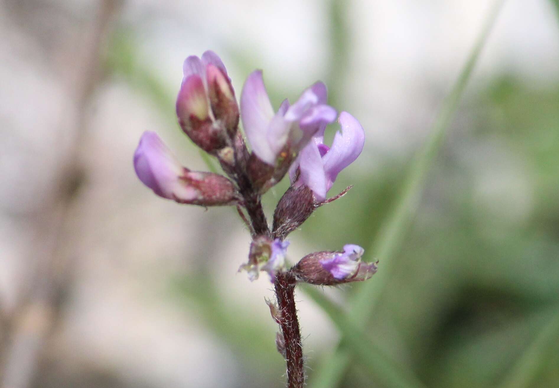 Sivun Astragalus hypoleucus Schau. kuva