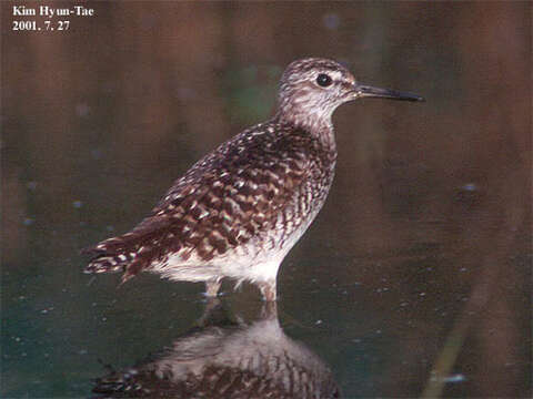 Image of Wood Sandpiper