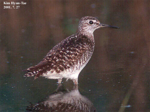 Image of Wood Sandpiper