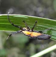 Image of Hemierana marginata (Fabricius 1798)