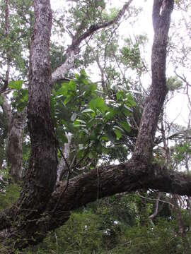 Image of Griselinia lucida (J. R. Forst. & G. Forst.) G. Forst.