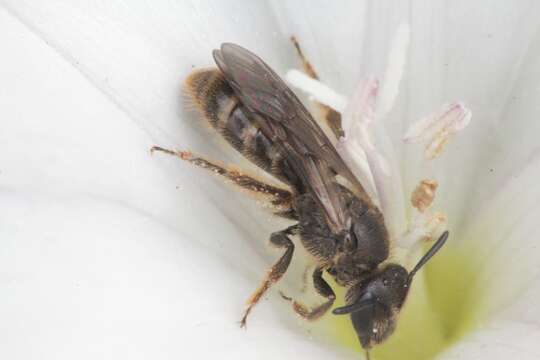 صورة Lasioglossum malachurum (Kirby 1802)