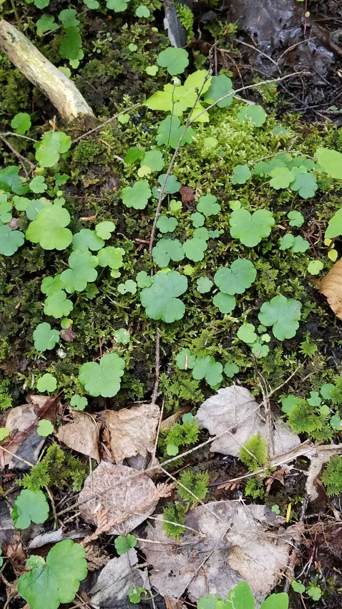 Image de Hydrocotyle americana L.