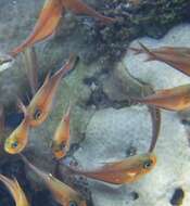 Image of Copper sweeper