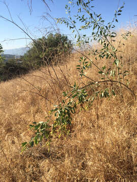 Image of tree tobacco