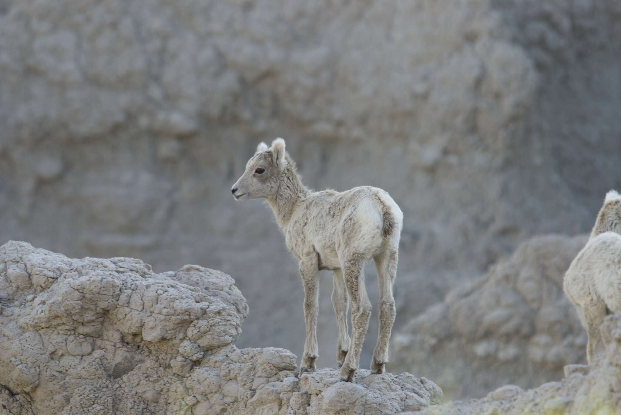 Imagem de Ovis canadensis canadensis Shaw 1804