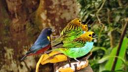 Image of Gilt-edged Tanager