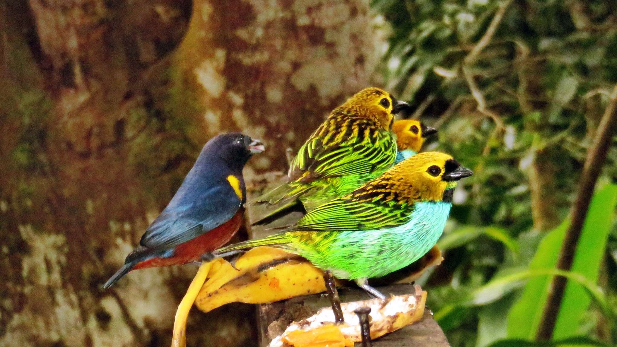 Image of Gilt-edged Tanager