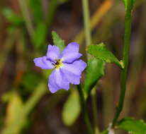 Image of Dampiera stricta (Smith) R. Br.