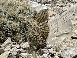 Image of Lloyd's hedgehog cactus