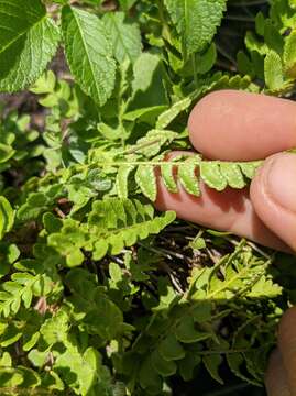 Image of Woodsia polystichoides D. C. Eat.