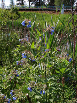 Слика од Symphytum caucasicum M. Bieb.