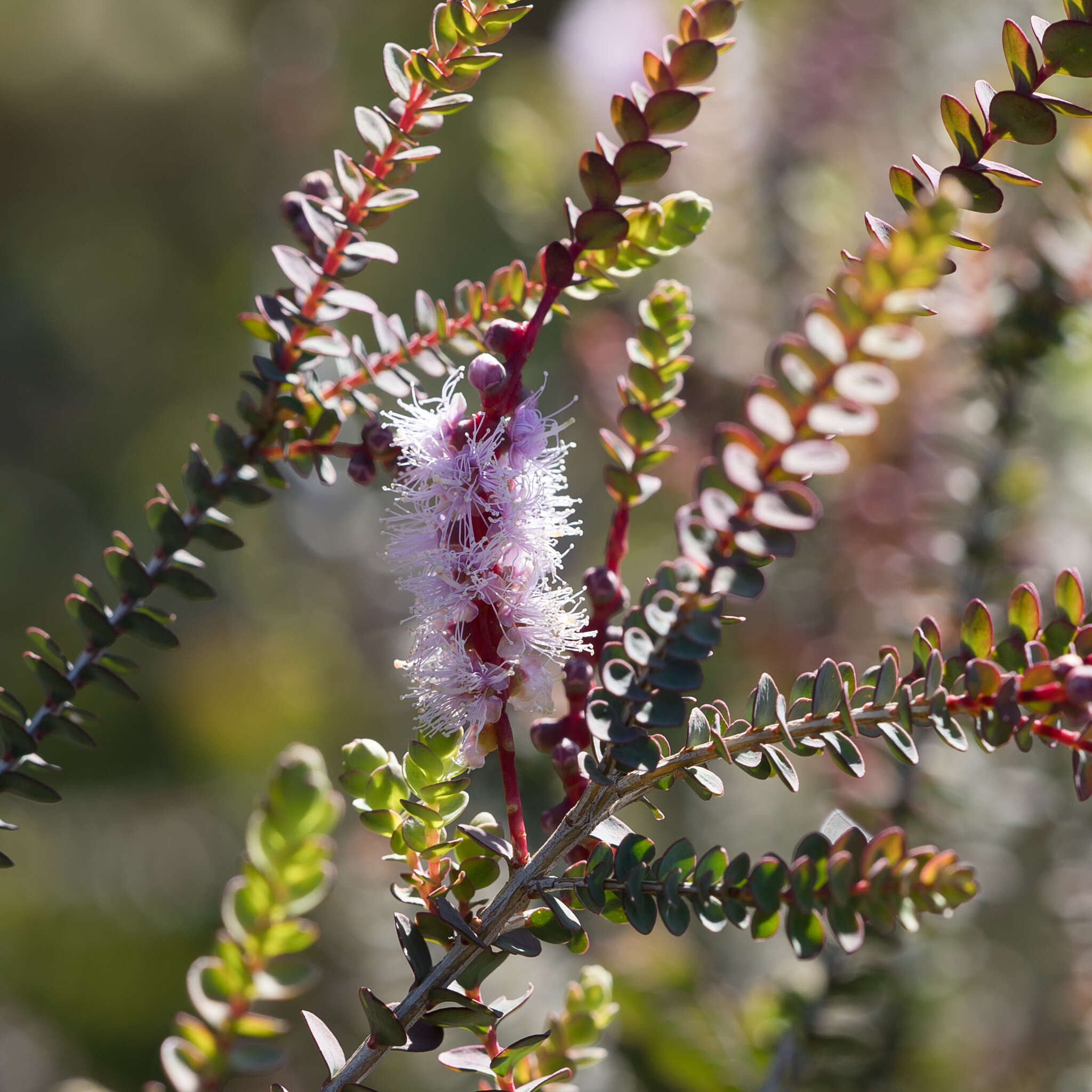 Image of Melaleuca gibbosa Labill.