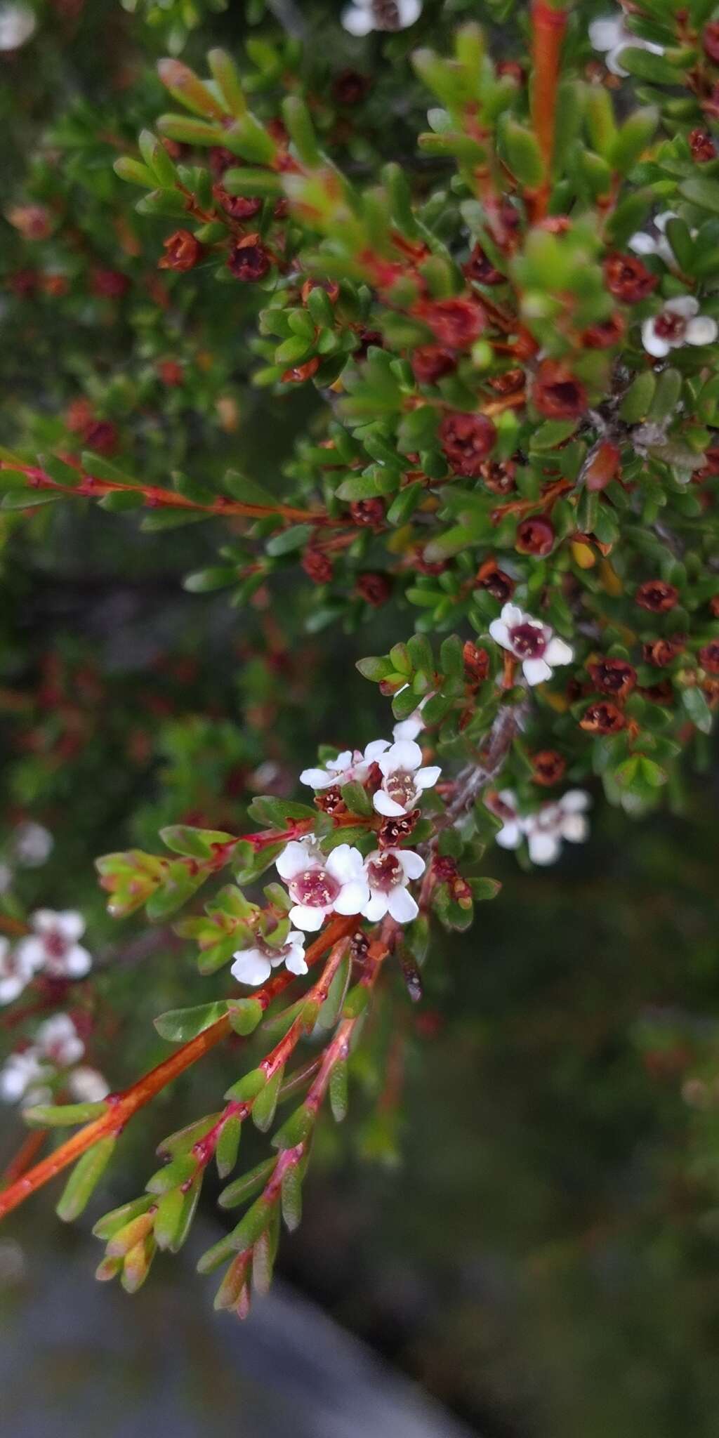 Sivun Leptospermum rupestre Hook. fil. kuva