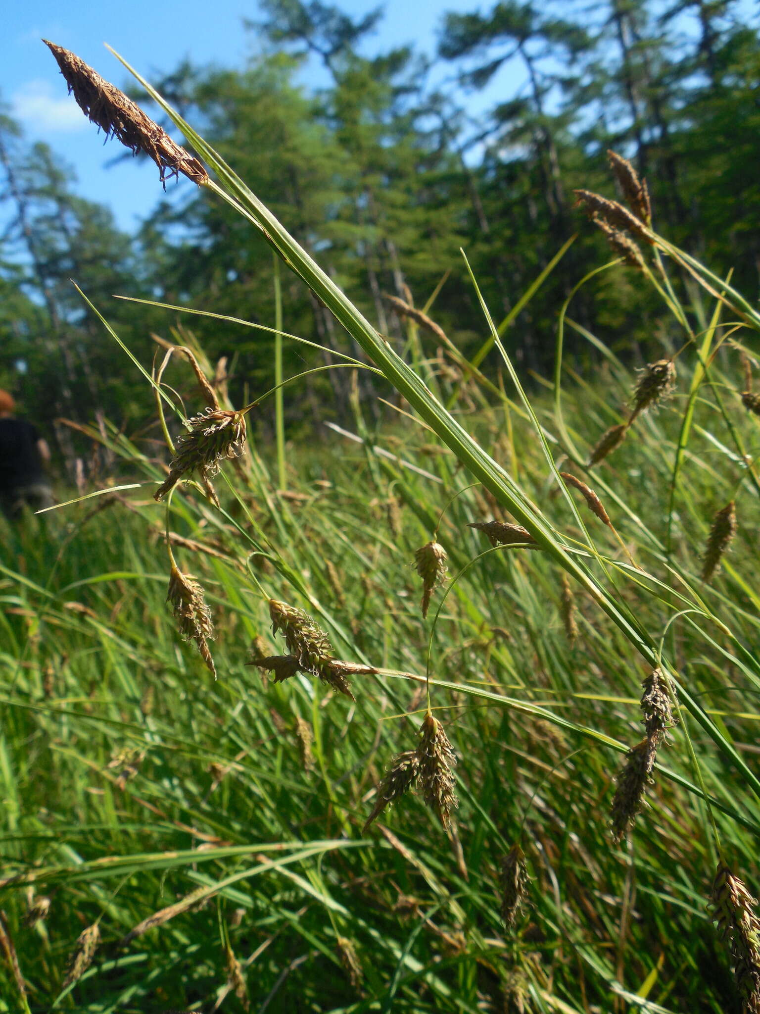 Image of Carex middendorffii F. Schmidt