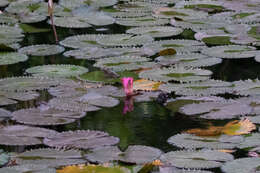 Image of Nymphaea rubra Roxb. ex Andr.