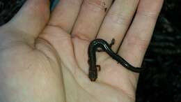 Image of Southern Redback Salamander