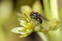 Imagem de Anthomyia quinquemaculata Macquart 1839