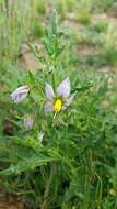 Image of Solanum echegarayi Hieron.