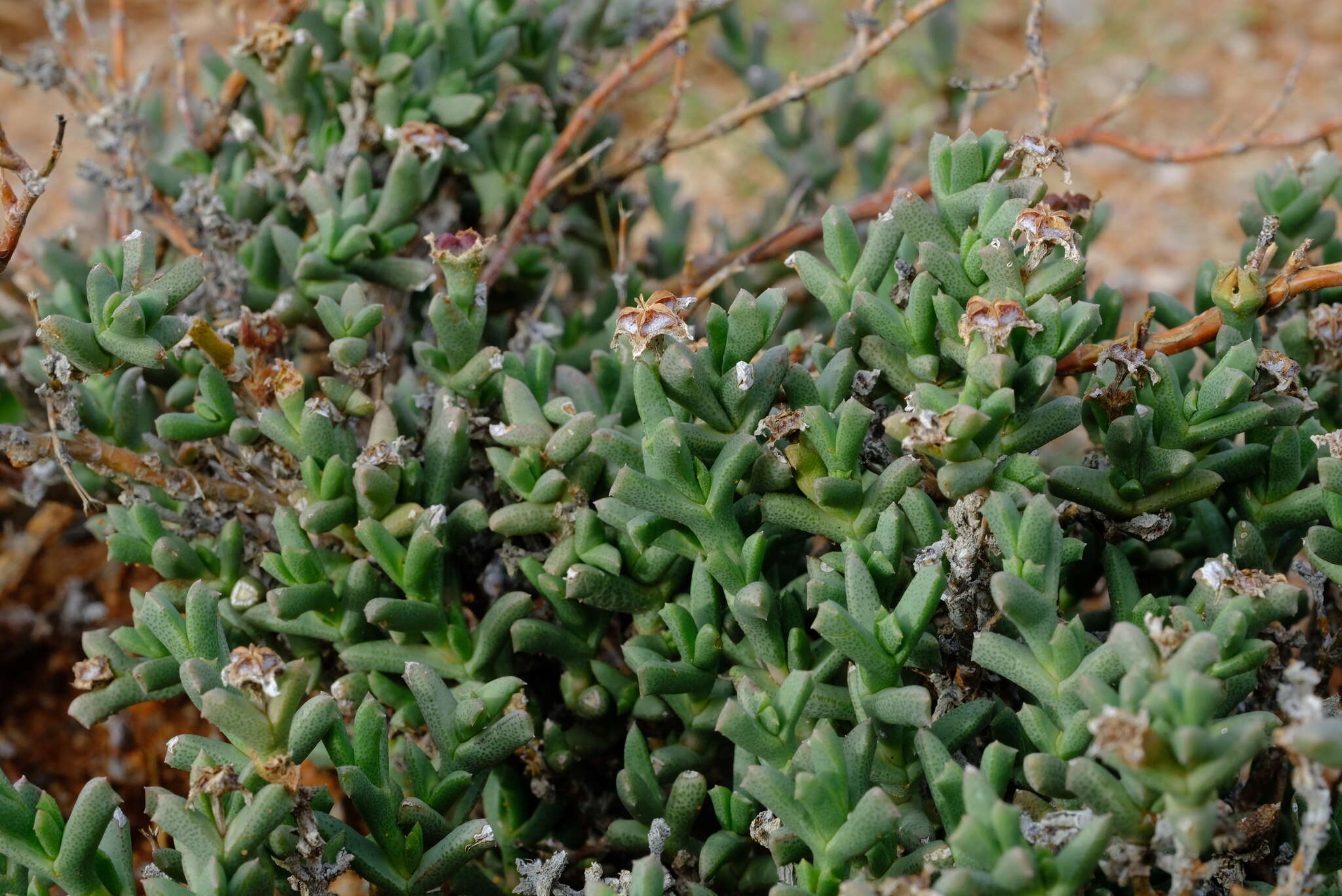 Imagem de Ruschia kenhardtensis L. Bol.