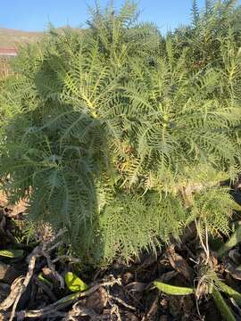 Image of Sonchus canariensis (Sch. Bip.) Boulos