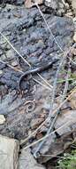 Image of Siskiyou Mountains salamander