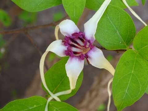 Plancia ëd Strophanthus sarmentosus DC.