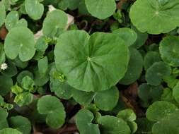 Image de Hydrocotyle leucocephala Cham. & Schltdl.