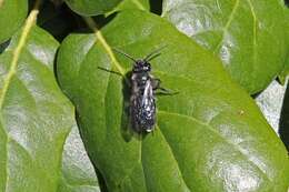 Image de Andrena cerasifolii Cockerell 1896