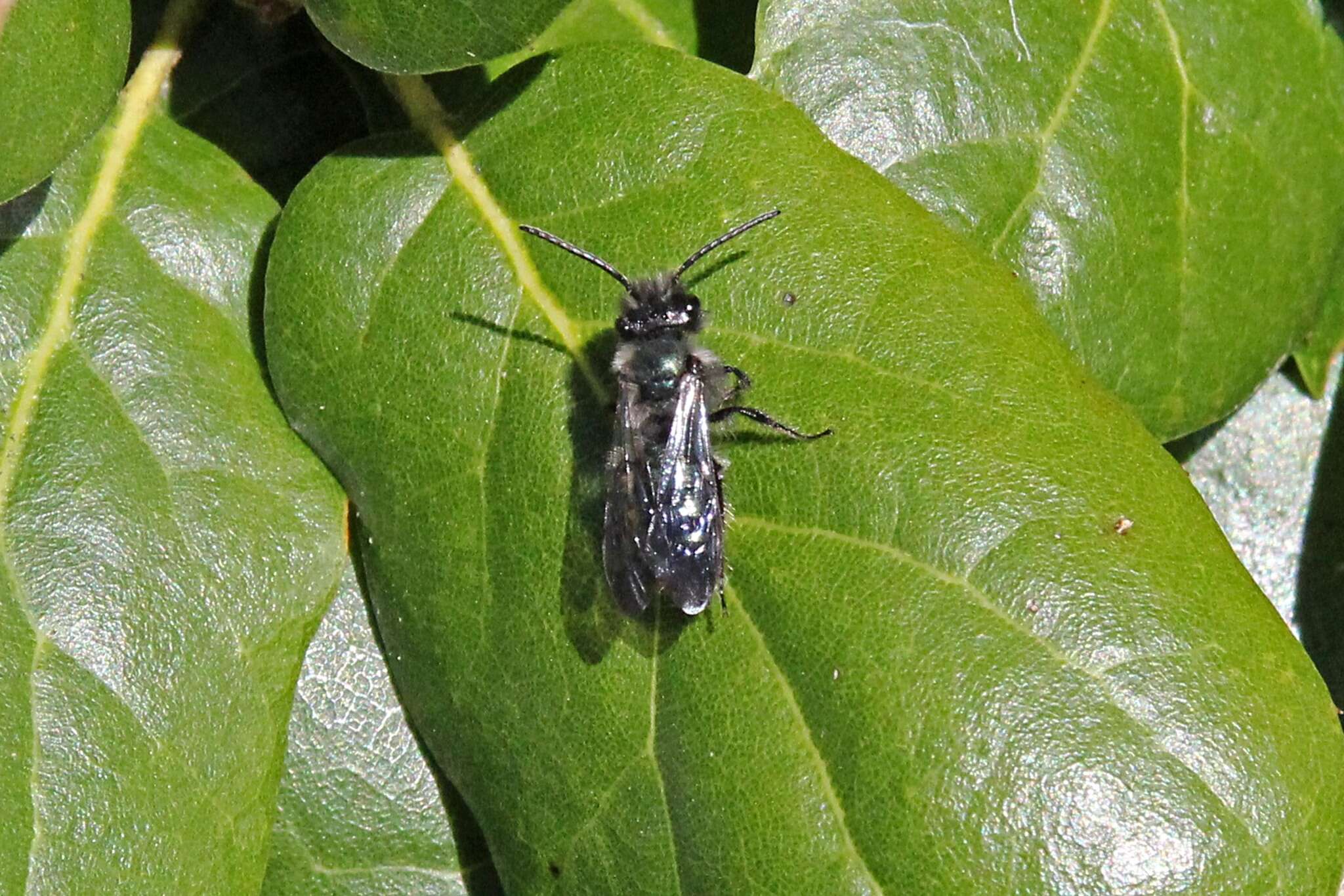 Image de Andrena cerasifolii Cockerell 1896