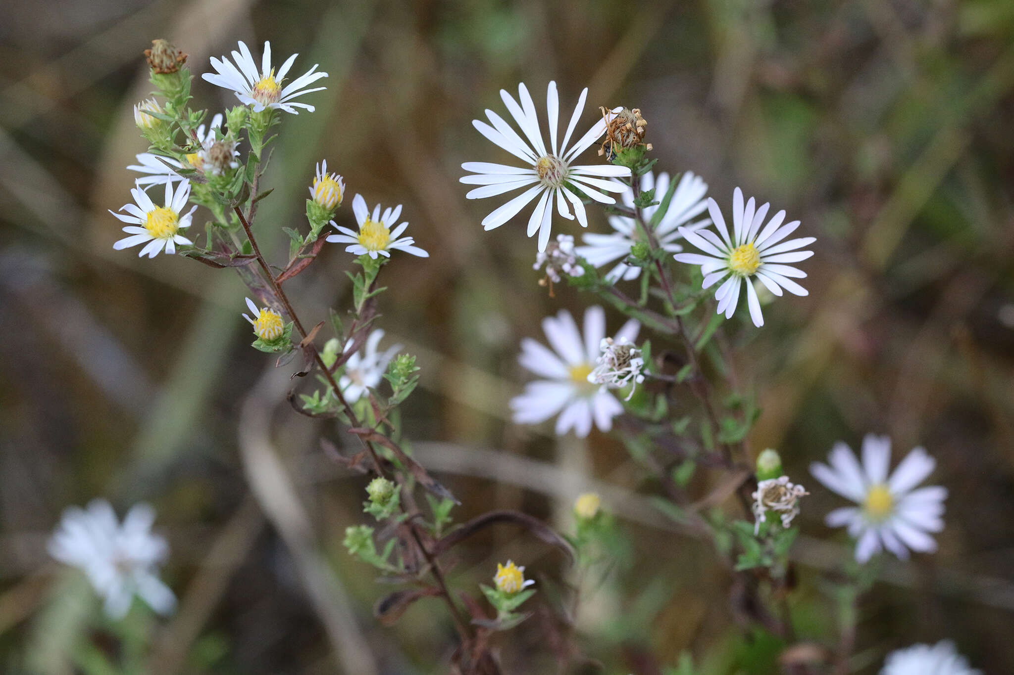 Image of Hall's aster