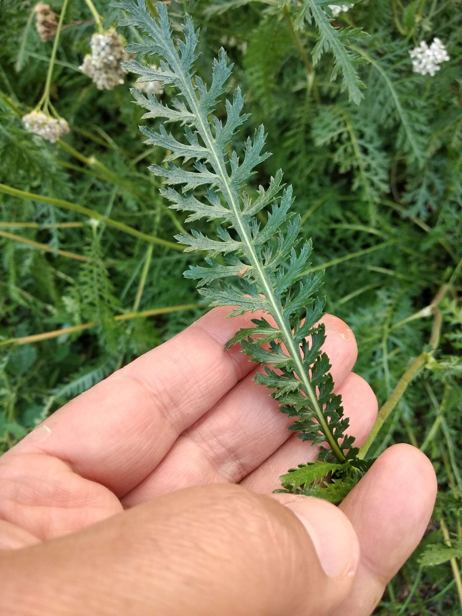 Image of Achillea inundata Kondrat.