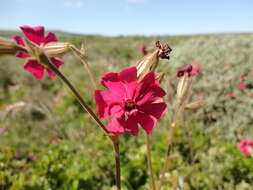 Plancia ëd Silene ornata Ait.