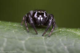 صورة Metaphidippus manni (Peckham & Peckham 1901)