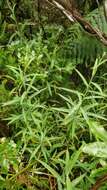 صورة Bupleurum salicifolium subsp. salicifolium