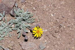 Image de Trichocline boecheri Cabrera