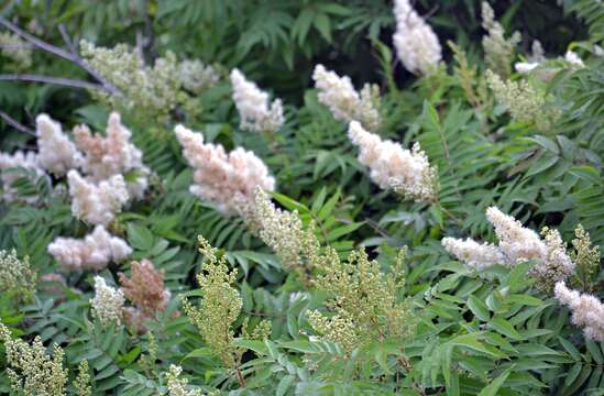 Image of false spiraea