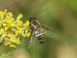 Exhyalanthrax muscarius (Pallas 1818) resmi