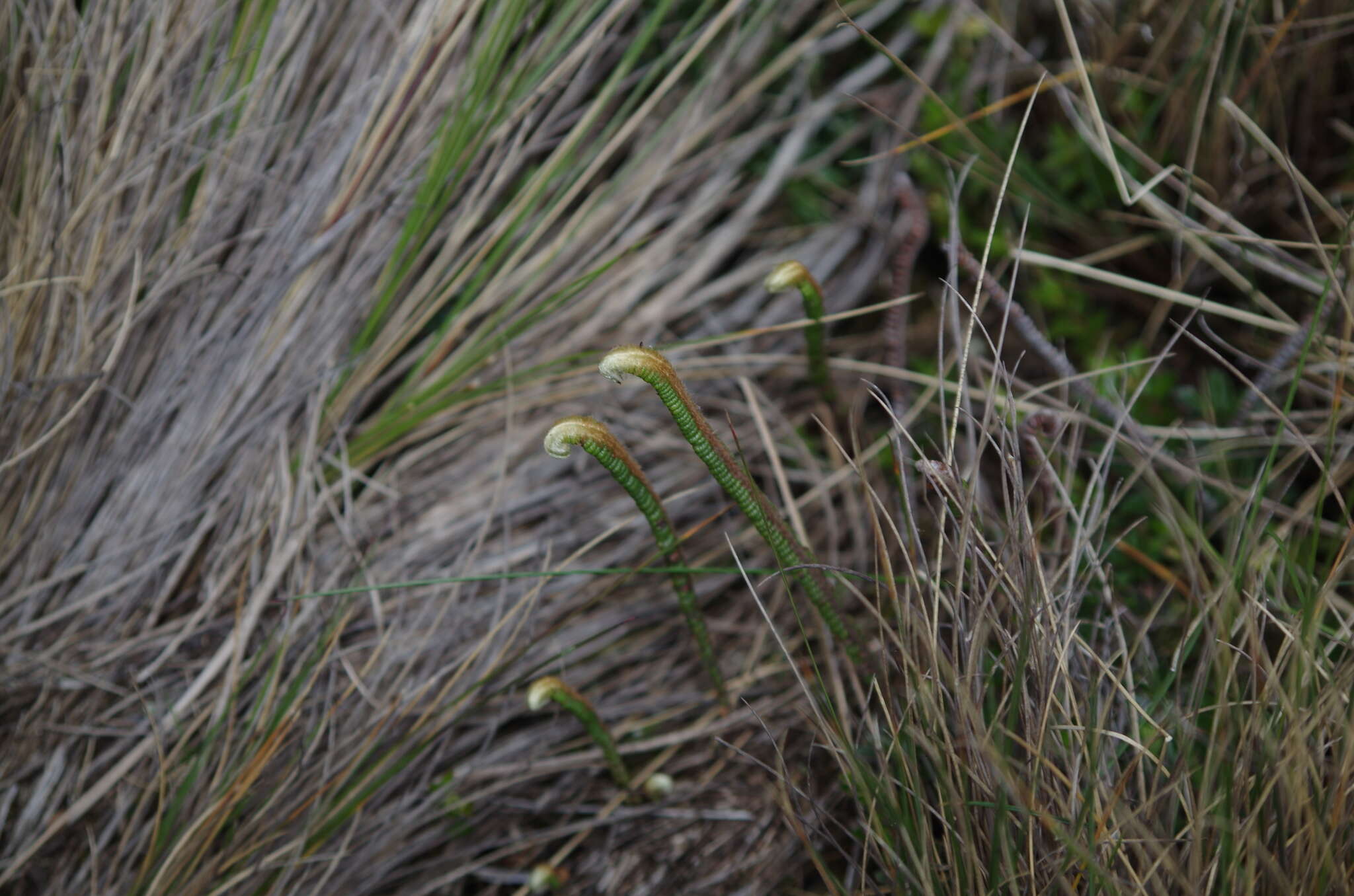 Sivun Jamesonia goudotii (Hieron.) C. Chr. kuva