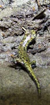 Image of Mount Lyell Salamander