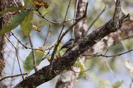 Image of Chestnut-vented Nuthatch