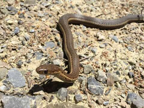 Image of Shorthead Garter Snake