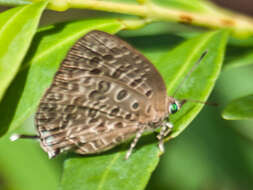 Image de Arhopala alitaeus (Hewitson 1862)