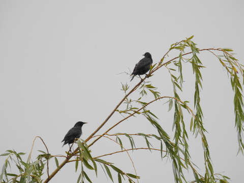 Image of Spotless Starling